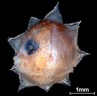 Illustration for article titled This One-Ton Fish Is One of Nature's Most Improbable Creations